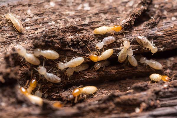 Diagnostic termites - Bordeaux - DEKRA Diagnostic Immobilier