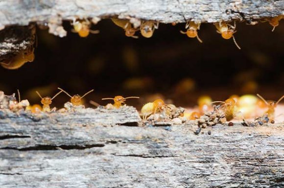 Diagnostic termites avant travaux / démolition - Bordeaux -  NIS DIAGNOSTIC