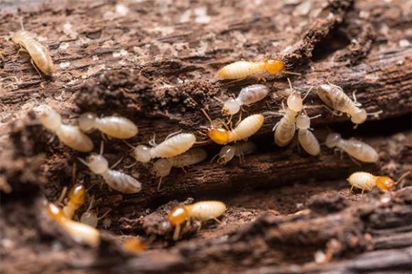 Diagnostic Termites Xylophages - Bordeaux -  NIS DIAGNOSTIC