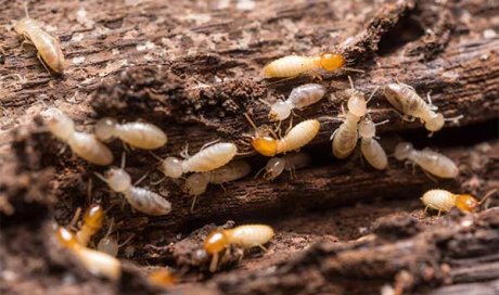 Diagnostic Termites Xylophages - Bordeaux -  NIS DIAGNOSTIC