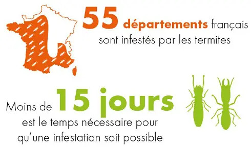Diagnostic termites avant travaux / démolition - Bordeaux - DEKRA Diagnostic Immobilier